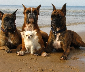 Trzy, Piesek, Mały, Boksery
