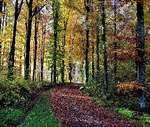 Jesień, Lesie, Droga, W