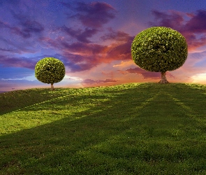 Łąka, Drzewa, Zachód, Słońca