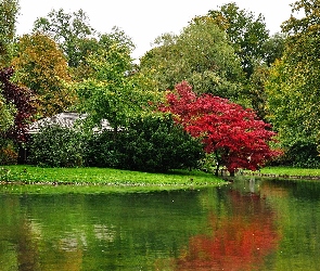 Jeziorko, Małe, Park, Drzewa
