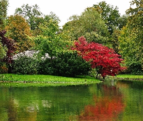 Park, Jeziorko, Małe, Drzewa