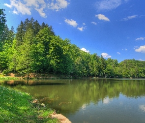 Stokrotki, Trawa, Drzewa, Jezioro