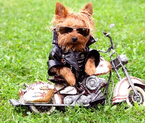 Pies, Skóra, Motor, Okulary, Motocyklista