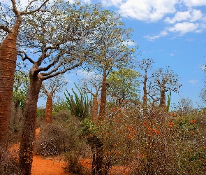 Kolczaste, Afryka, Madagaskar, Zarośla, Las