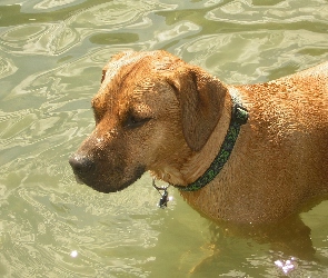 Rhodesian ridgeback, woda, mokry