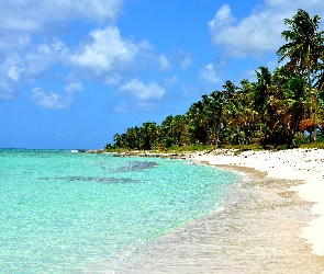 Ocean, Palmy, Plaża