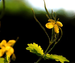 Roślinka, Kwiatek, Żółty