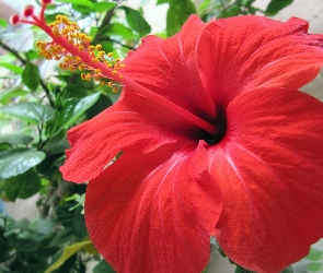 Hibiskusa, Kwiat, Duży, Czerwony