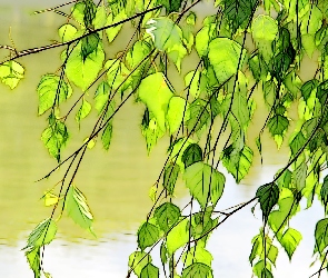 Liście, Fractalius, Brzoza