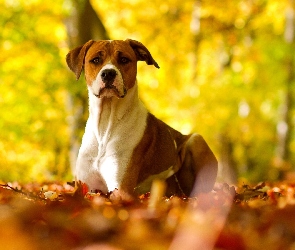 Pit Bull Terrier, Liście, Jesienne