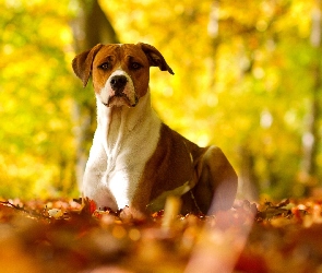 Jesienne, Liście, Pit Bull Terrier