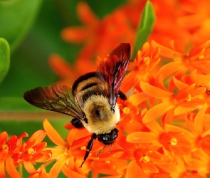 Pszczoła, Kwiaty, Owad