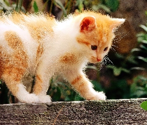 Rudy, Kot