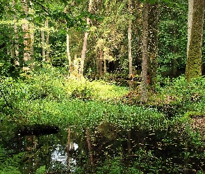 Białowieska, Bagno, Puszcza