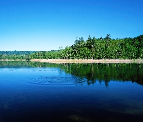 Las, Jezioro, Piękne, Błękitne