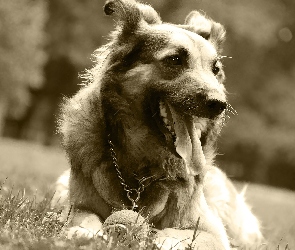 Pies, Sepia, Piłeczka