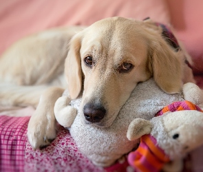 Smutny, Golden Retriever