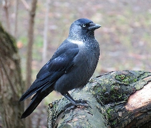 Kawka, Konar