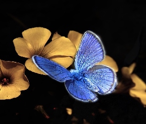 Kwiatki, Żółte, Niebieski, Motyl modraszek