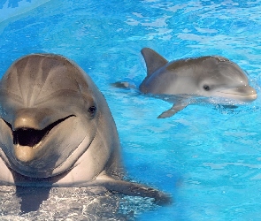 Delfiny, Basen