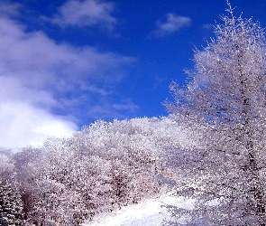 Zima, Śnieg, Niebo, Drzewa