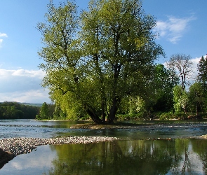 Drzewa, Szwajcaria, Rzeka, Aare