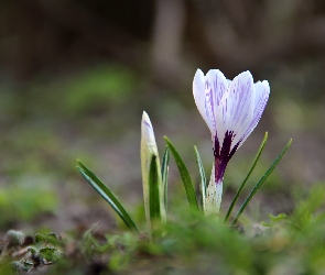 Krokus, Wiosna, Białoliliowy