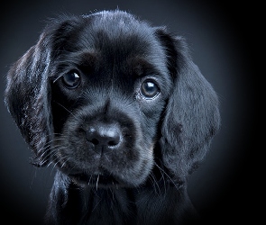 Labrador Retriever, Szczeniaczek, Mały, Czarny