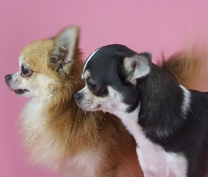 Pieski, Chihuahua, Dwa