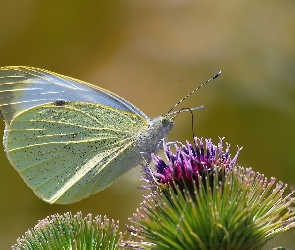Motyl, Kwiat, Bielinek Rzepnik