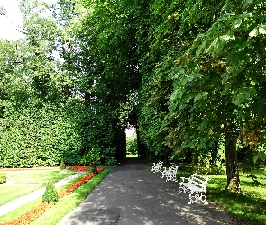 Drzewa, Ławki, Park, Aleja