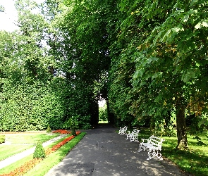 Park, Drzewa, Ławki, Aleja