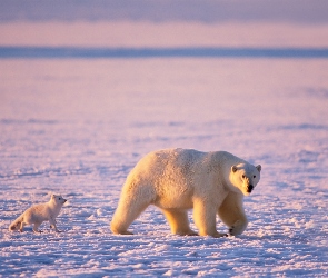 Lis, Polarny, Niedźwiedź