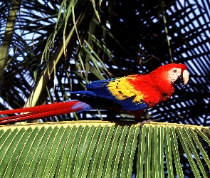 Papuga, palma, czerwona, ptak, ara