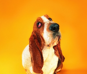 Długie, Uszy, Basset