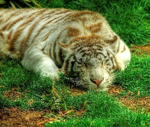 Śpiący, Trawa, Tygrys