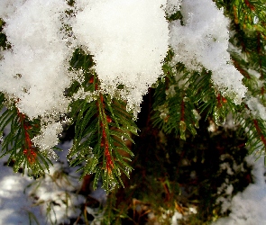 Iglaki, Śnieg