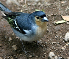 Kamyczki, Zięba