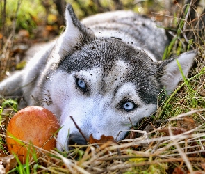 Błękitne, Siberian Husky, Oczy