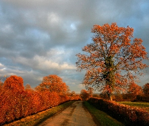 Droga, Drzewa, Jesień