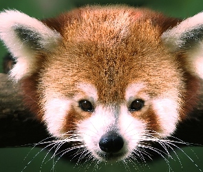 Czerwona, Pandka ruda, Panda