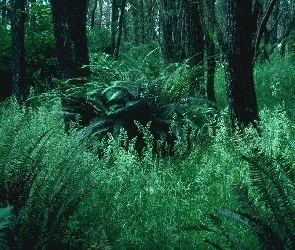 Drzewa, Paprocie, Las