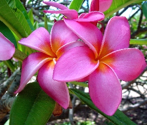 Piękna, Plumeria