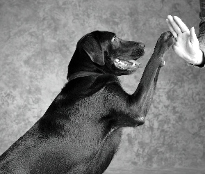 Ręka, Pies