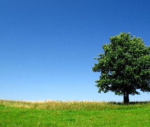 Drzewo, Łąka