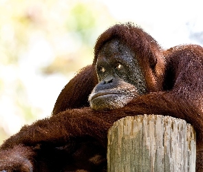 Drzewa, Orangutan, Pień