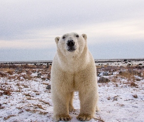 Miś, Polarny