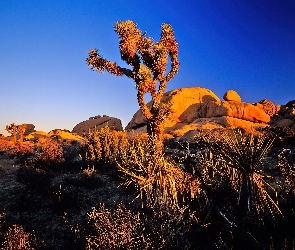 Park Narodowy Joshua Tree, Stany Zjednoczone, Kalifornia, Drzewo Jozuego