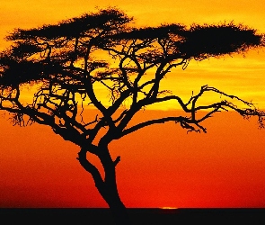 Drzewo, Afryka, Słońca, Zachód