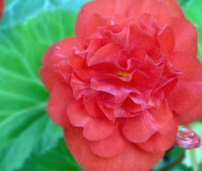 Kwiat, chińska, róża, hibiskus